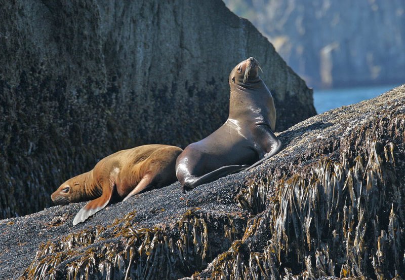 Steller Sea Lion