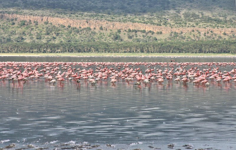 Lesser Flamingo