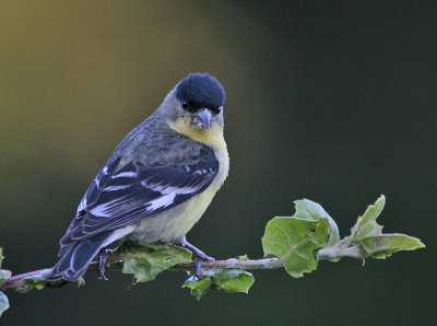 Lesser Goldfinch