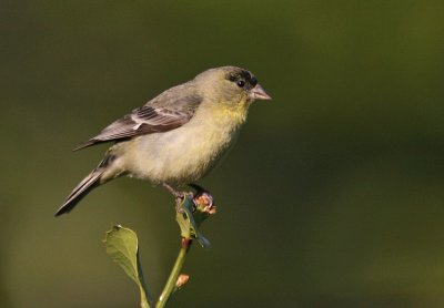 Lesser Goldfinch