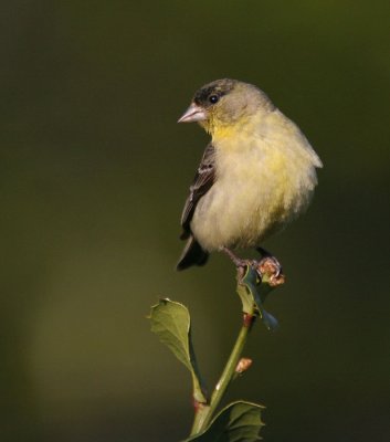 Lesser Goldfinch