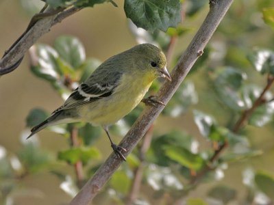 Lesser Goldfinch