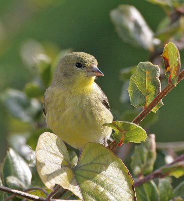 Lesser Goldfinch