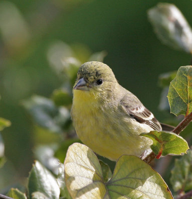 Lesser Goldfinch