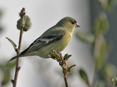 Lesser Goldfinch