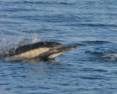 Long-beaked Common Dolphin