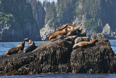 Steller Sea Lion