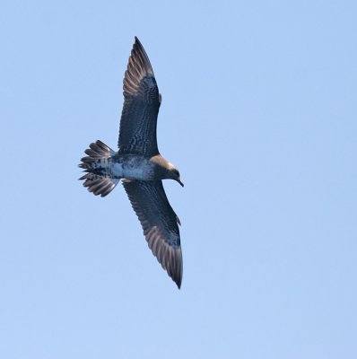 Parasitic Jaeger