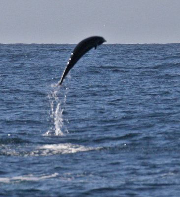 Northern Right Whale Dolphin