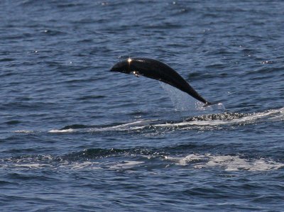 Northern Right Whale Dolphin