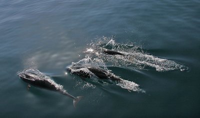 Northern Right Whale Dolphin