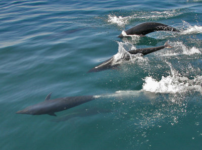 Northern Right Whale Dolphin
