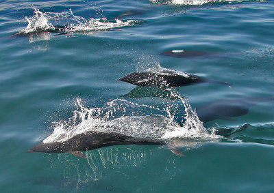 Northern Right Whale Dolphin