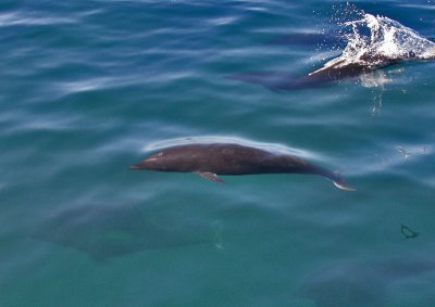 Northern Right Whale Dolphin