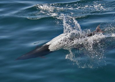 Northern Right Whale Dolphin