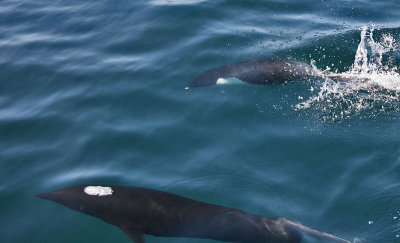 Northern Right Whale Dolphin