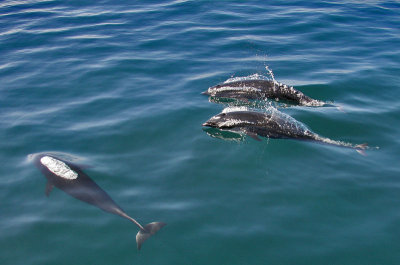 Northern Right Whale Dolphin