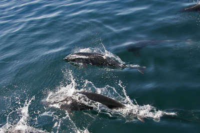 Northern Right Whale Dolphin