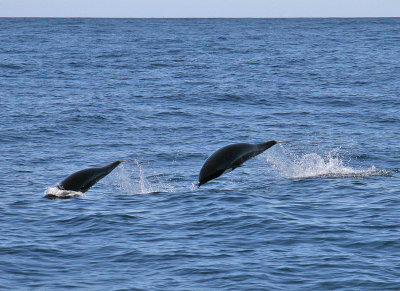 Northern Right Whale Dolphin