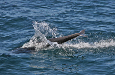 Northern Right Whale Dolphin