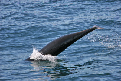 Northern Right Whale Dolphin