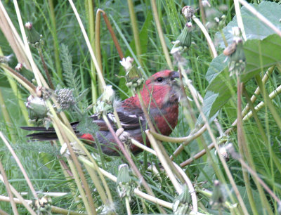 Pine Grosbeak