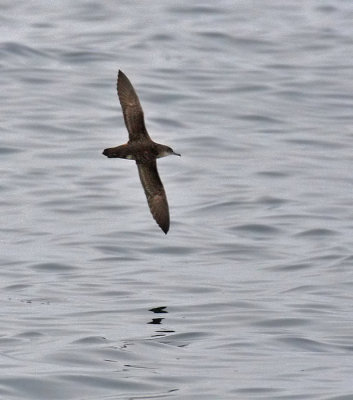 Black-vented Shearwater