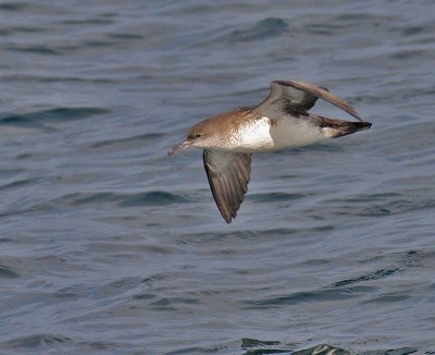 Black-vented Shearwater