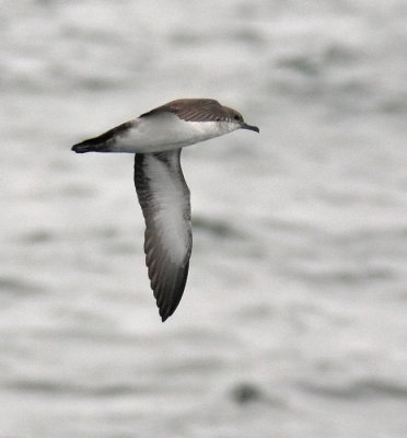 Black-vented Shearwater