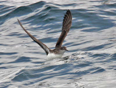 Black-vented Shearwater