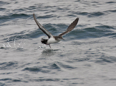 Black-vented Shearwater