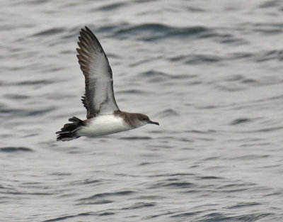 Black-vented Shearwater