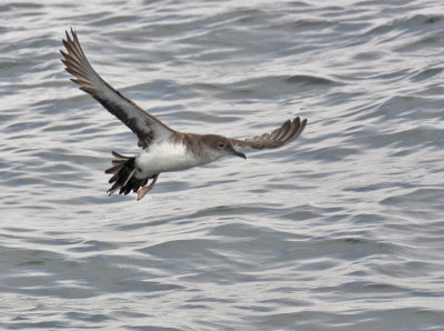 Black-vented Shearwater