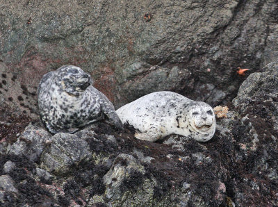 Harbor Seal