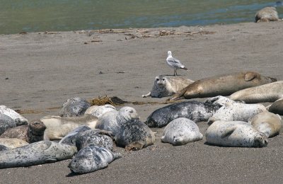 Harbor Seal