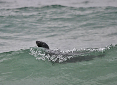 Harbor Seal