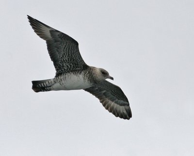 Pomarine Jaeger