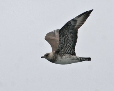 Pomarine Jaeger