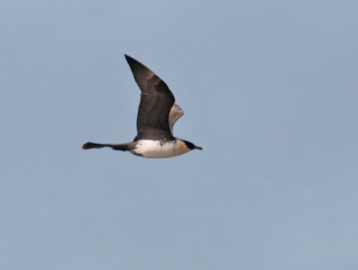 Pomarine Jaeger