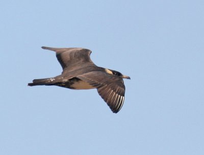 Pomarine Jaeger