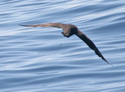 Pomarine Jaeger