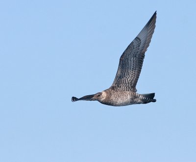 Pomarine Jaeger