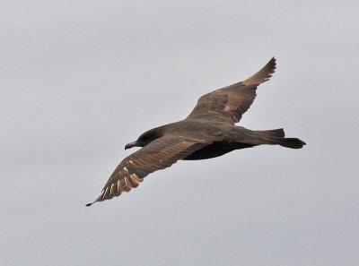 Pomarine Jaeger