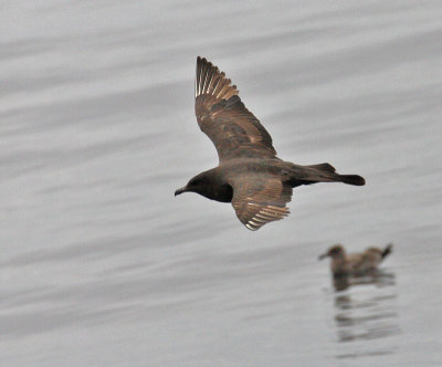 Pomarine Jaeger