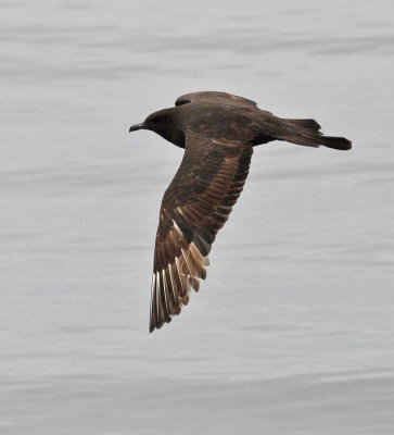 Pomarine Jaeger