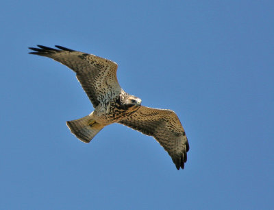 Swainson's Hawk