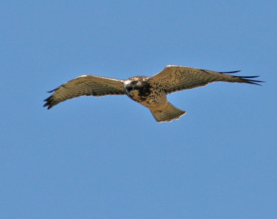 Swainson's Hawk
