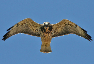 Swainson's Hawk