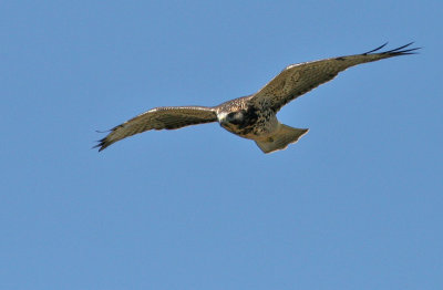 Swainson's Hawk