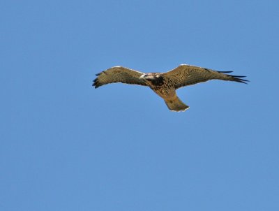 Swainson's Hawk